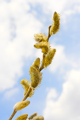 Image showing Spring flowering willow branch