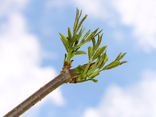 Image showing Elder branch against blue sky with clouds