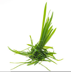 Image showing Bunch Of A Grass 3