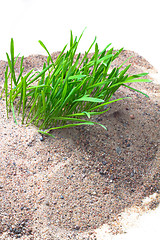 Image showing Sand grass