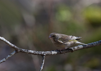 Image showing Greenfinch