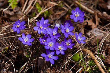 Image showing hepatica nobili