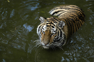 Image showing Tiger in water