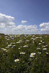 Image showing Daisies and Sky