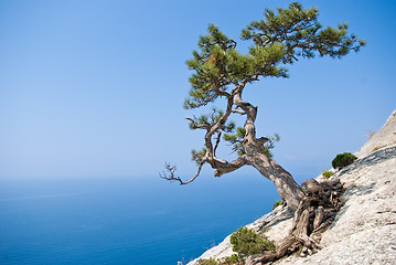 Image showing Lone fir tree at edge of the cliff