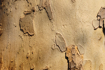 Image showing Wooden texture background