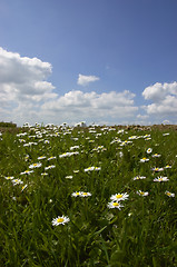 Image showing Daisies and Sky