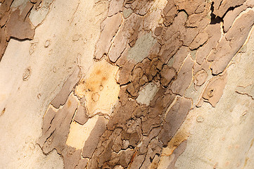 Image showing Wooden texture background