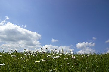 Image showing Daisies and Sky