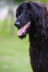 Image showing Black afghan hound dog