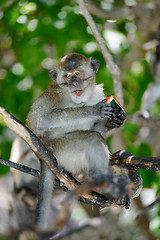 Image showing Monkey