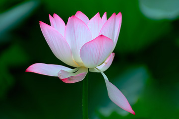 Image showing Lotus flower