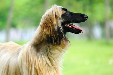 Image showing Afghan hound dog