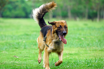 Image showing Dog running