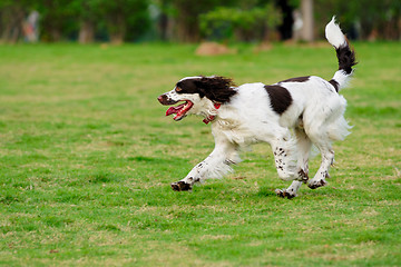 Image showing Springer dog running