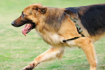 Image showing German Shepard dog running