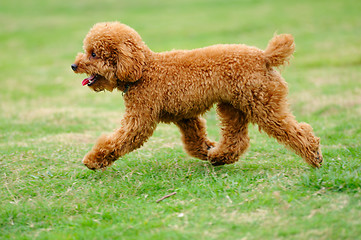 Image showing Little toy poodle dog running