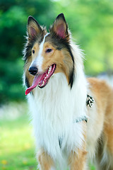 Image showing Collie rough dog