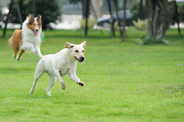 Image showing Two dog chasing