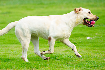 Image showing Labrador dog running