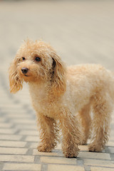 Image showing Toy poodle dog standing