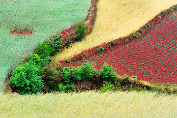 Image showing Wheat field landscape