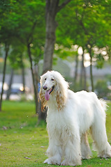Image showing Afghan hound dog
