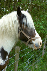 Image showing Horse