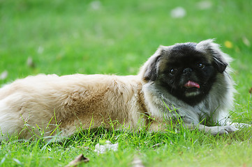 Image showing Pekinese Dog lying on the lawn