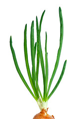 Image showing Spring onion 