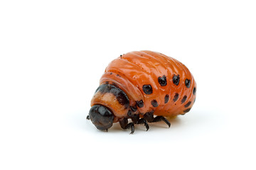 Image showing Colorado potato beetle larva close-up