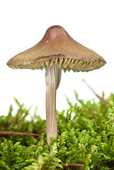 Image showing Poisonous agaric (Mycena inclinata) on the green moss