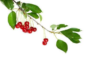 Image showing Cherry branch with leaves and few berries