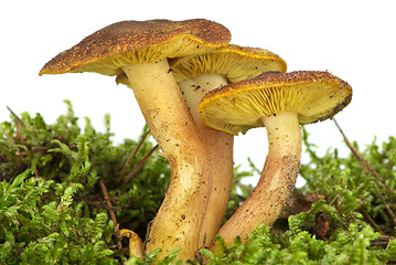 Image showing Poisonous agaric (Hypholoma fasciculare) on the green moss