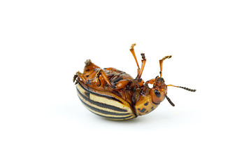 Image showing Dead colorado potato beetle close-up