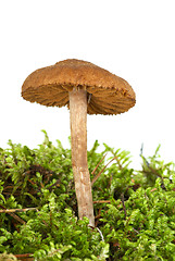 Image showing Poisonous agaric (Cortinarius uliginosus) on the green moss