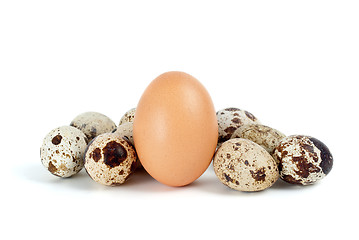 Image showing Few quail eggs and single hen egg