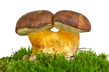 Image showing Pair of adnate boletus badius mushrooms