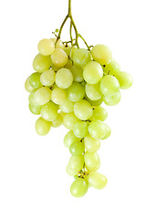 Image showing Green grapes bunch (muscat breed)