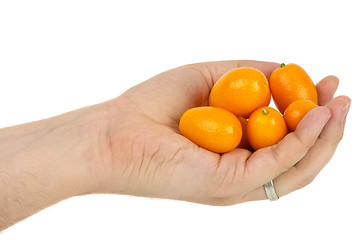 Image showing Hand holding some kumquat fruits