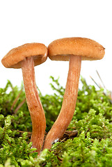 Image showing Poisonous agaric (Laccaria proxima) on the green moss