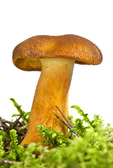 Image showing Poisonous agaric (Tricholomopsis rutilans) on the green moss