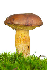 Image showing Single boletus badius mushroom  on the green moss 