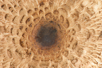 Image showing Parasol mushroom cap texture