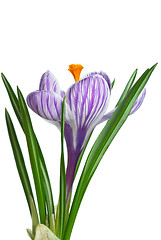 Image showing Single stripy crocus