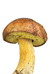 Image showing Closeup shot of boletus badius mushroom