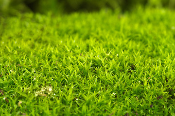 Image showing Green moss