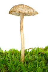 Image showing Poisonous agaric (Mycena cinerella) on the green moss