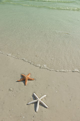 Image showing Couple of starfish on a tropical beach, tide coming in