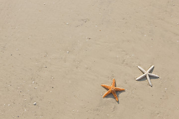 Image showing Couple of starfish on a tropical beach